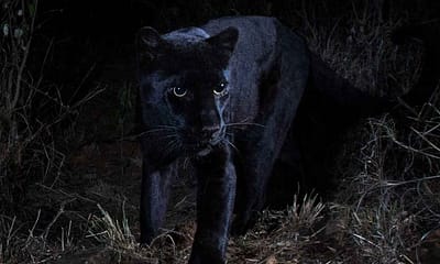 Leopardo Negro na África