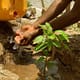 Ativista ambiental planeja plantar 600 mudas frutíferas na Praia